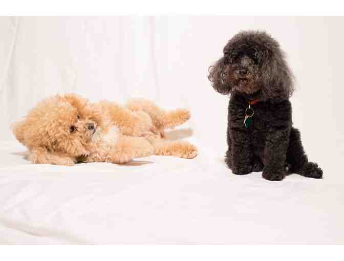 Pet Photography Session & Canvas Print by Dogs of Manhattan