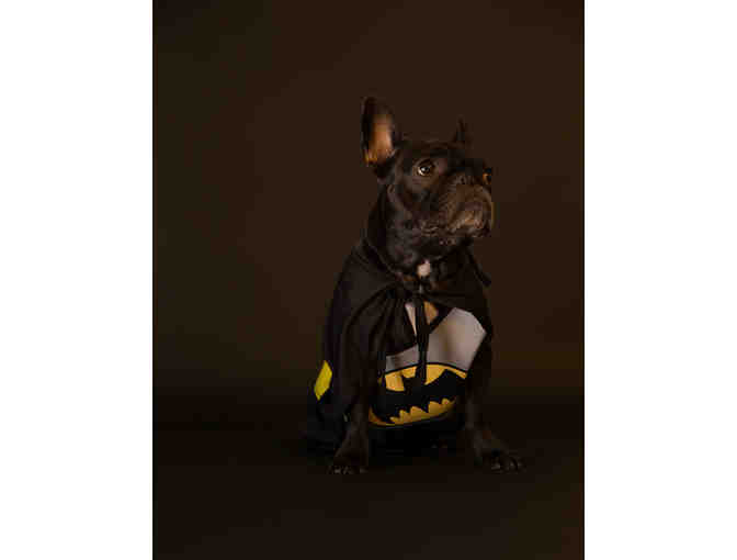 Pet Photography Session & Canvas Print by Dogs of Manhattan