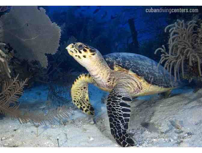 Cuban Diving Centers hosts 5 days of scuba diving on a beautiful live aboard - Photo 6
