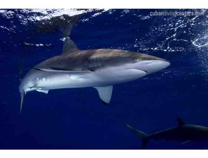 Cuban Diving Centers hosts 5 days of scuba diving on a beautiful live aboard