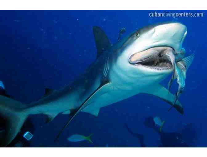 Cuban Diving Centers hosts 5 days of scuba diving on a beautiful live aboard