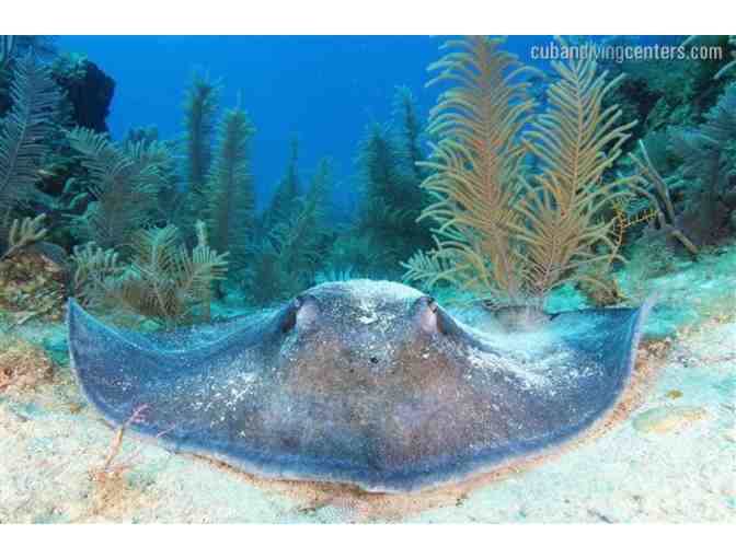 Cuban Diving Centers hosts 5 days of scuba diving on a beautiful live aboard