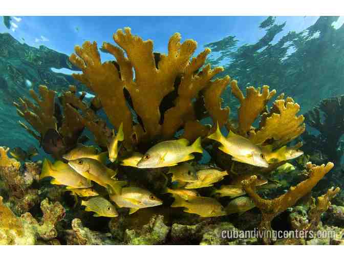 Cuban Diving Centers hosts 5 days of scuba diving on a beautiful live aboard