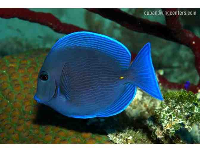 Cuban Diving Centers hosts 5 days of scuba diving on a beautiful live aboard