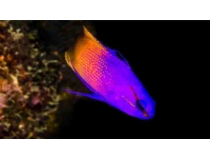 Cuban Diving Centers hosts 5 days of scuba diving on a beautiful live aboard