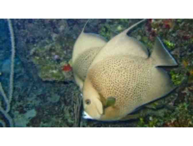 Cuban Diving Centers hosts 5 days of scuba diving on a beautiful live aboard