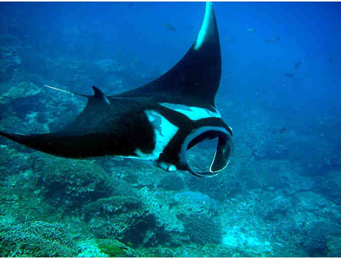 Enjoy 6 nights for 2 at Riu Palace Costa Rica with 6 scuba dives with ScubaCaribe
