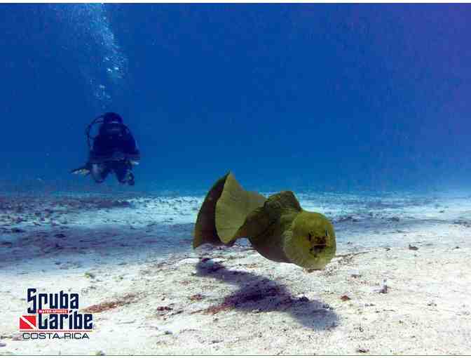 Enjoy 6 nights for 2 at Riu Palace Costa Rica with 6 scuba dives with ScubaCaribe