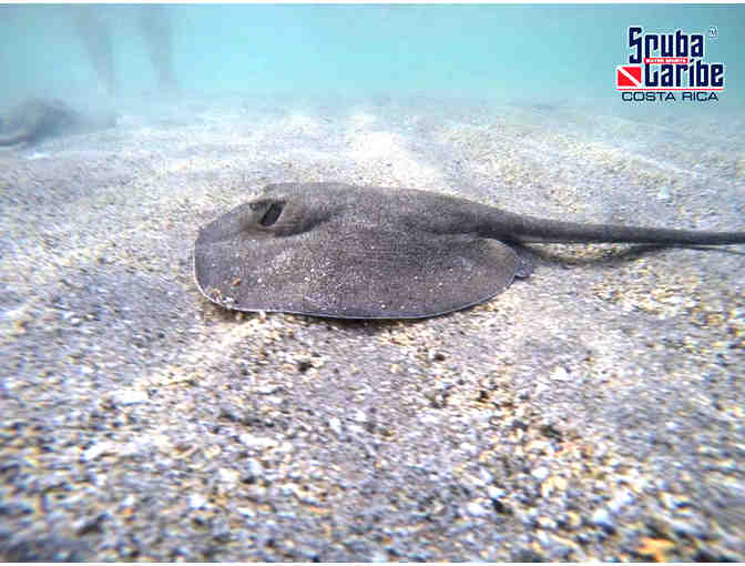 Enjoy 6 nights for 2 at Riu Palace Costa Rica with 6 scuba dives with ScubaCaribe