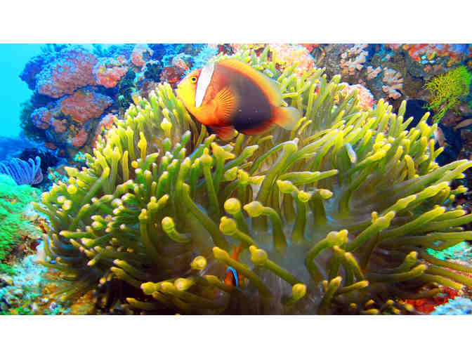 Scuba diving & 5 nights accommodation at Marco Vincent Resort, Philippines