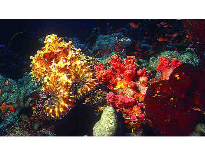 Scuba diving & 5 nights accommodation at Marco Vincent Resort, Philippines