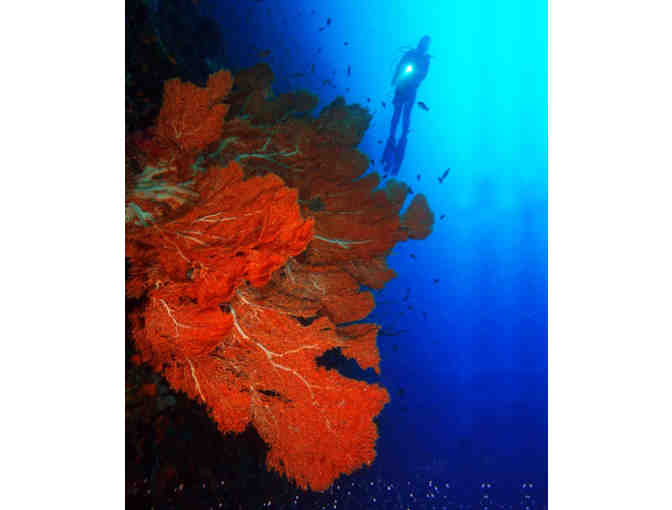 Scuba diving & 5 nights accommodation at Marco Vincent Resort, Philippines