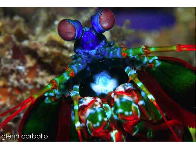 4 Nights for 2 & 6 scuba dives at Azure Dive Resort, Dumaguete City, Philippines