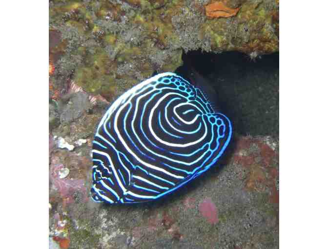 4 Nights for 2 & 6 scuba dives at Azure Dive Resort, Dumaguete City, Philippines