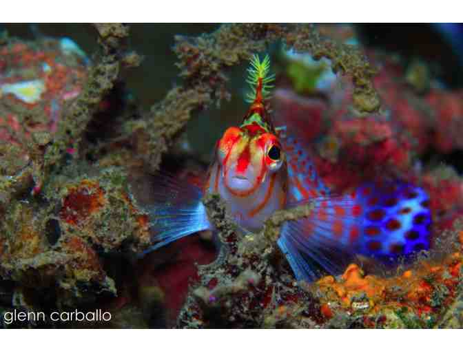4 Nights for 2 & 6 scuba dives at Azure Dive Resort, Dumaguete City, Philippines