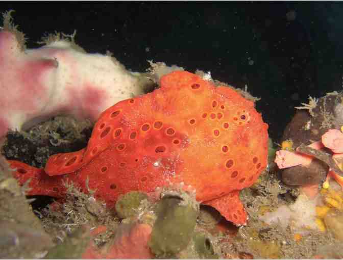 4 Nights for 2 & 6 scuba dives at Azure Dive Resort, Dumaguete City, Philippines