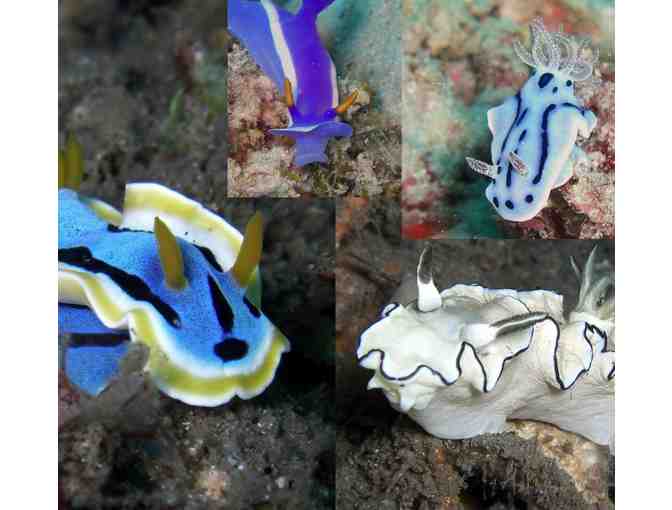 4 Nights for 2 & 6 scuba dives at Azure Dive Resort, Dumaguete City, Philippines