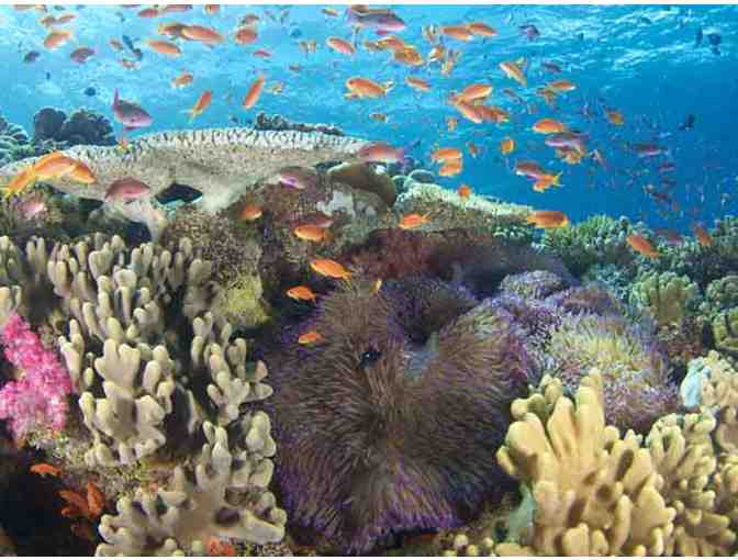 7 nights accommodation for 2 at Volivoli Beach Resort, Fiji & 5 days of scuba diving