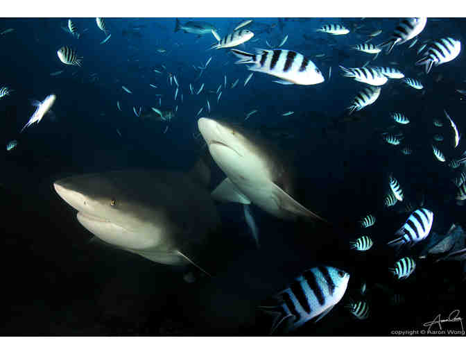 7 nights accommodation for 2 at Volivoli Beach Resort, Fiji & 5 days of scuba diving