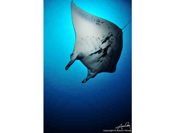 7 nights accommodation for 2 at Volivoli Beach Resort, Fiji & 5 days of scuba diving