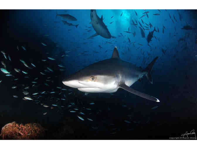 7 nights accommodation for 2 at Volivoli Beach Resort, Fiji & 5 days of scuba diving