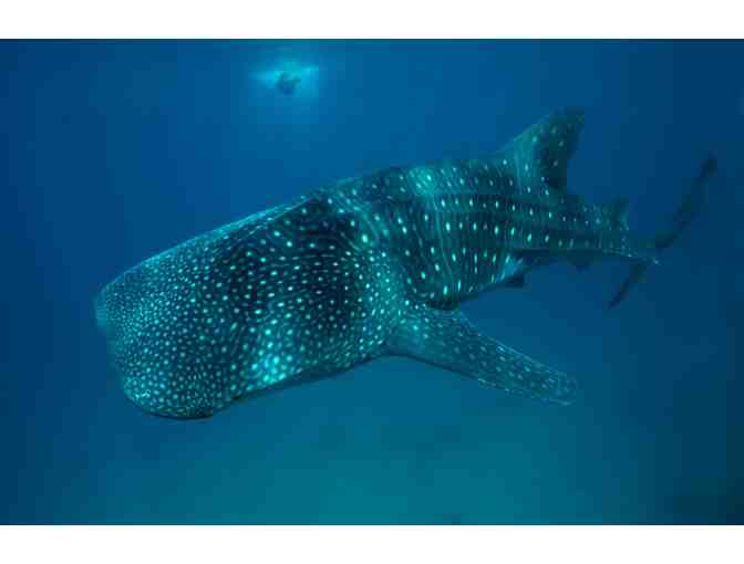 Spend 7 glorious nights & scuba diving for 1 at the Atlantis Dive Resort, Philippines