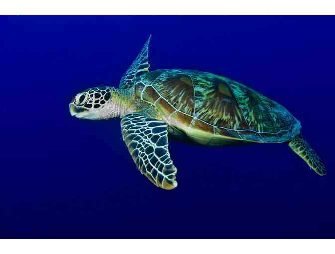 7 nights for 2 at Palau Central Hotel & 5 day diving package at Sam's Tours