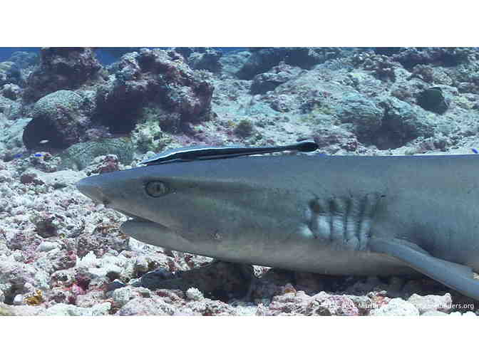 7 nights for 2 at Palau Central Hotel & 5 day diving package at Sam's Tours