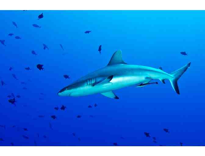 7 nights for 2 at Palau Central Hotel & 5 day diving package at Sam's Tours