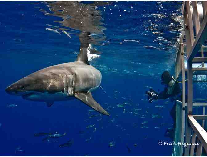 Encounter great white sharks in Guadalupe Mexico aboard Solmar V luxury liveaboard - Photo 1