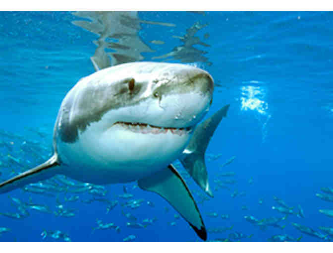 Encounter great white sharks in Guadalupe Mexico aboard Solmar V luxury liveaboard