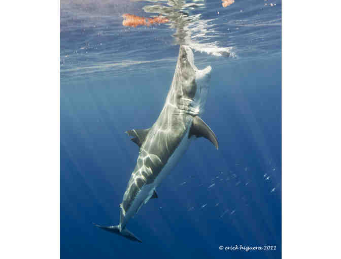 Encounter great white sharks in Guadalupe Mexico aboard Solmar V luxury liveaboard