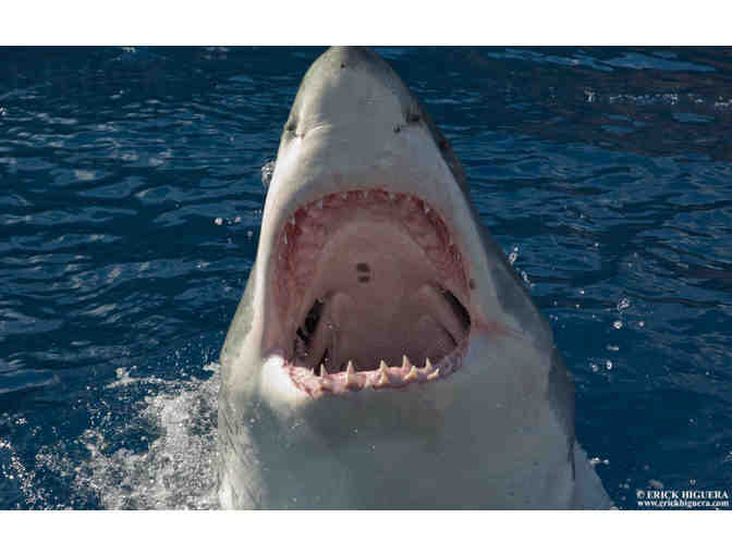 Encounter great white sharks in Guadalupe Mexico aboard Solmar V luxury liveaboard