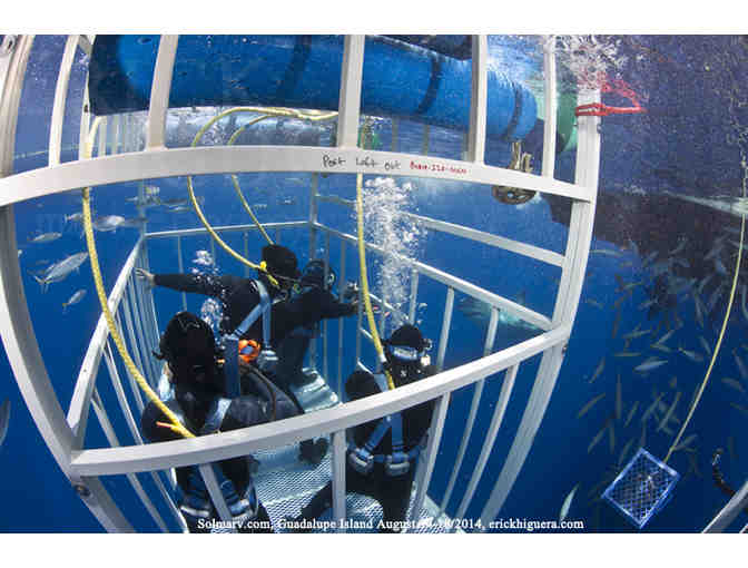 Encounter great white sharks in Guadalupe Mexico aboard Solmar V luxury liveaboard