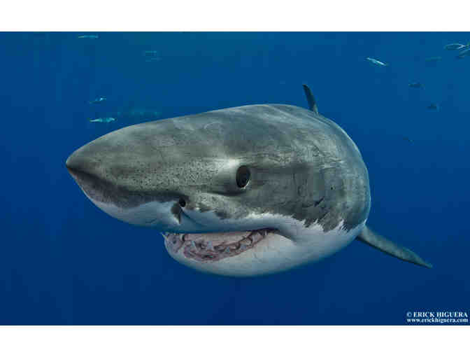 Encounter great white sharks in Guadalupe Mexico aboard Solmar V luxury liveaboard