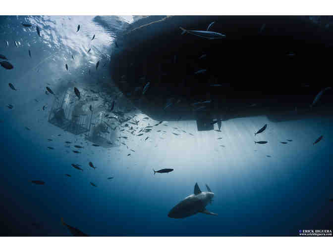 Encounter great white sharks in Guadalupe Mexico aboard Solmar V luxury liveaboard