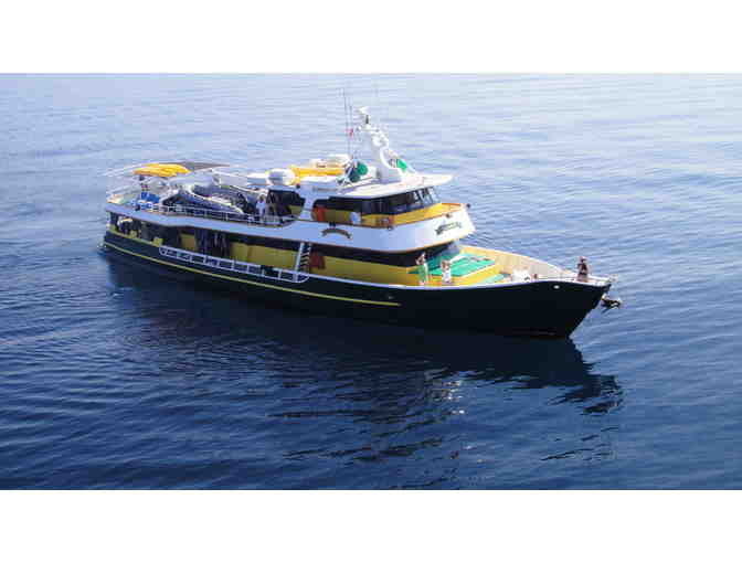 Encounter great white sharks in Guadalupe Mexico aboard Solmar V luxury liveaboard