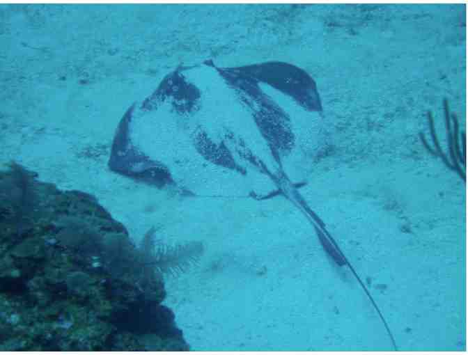 All inclusive scuba diving & 7 nights at Turquoise Bay Resort, Roatan, Honduras