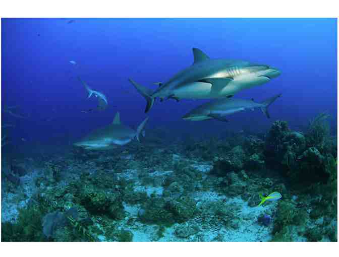 All inclusive scuba diving & 7 nights at Turquoise Bay Resort, Roatan, Honduras