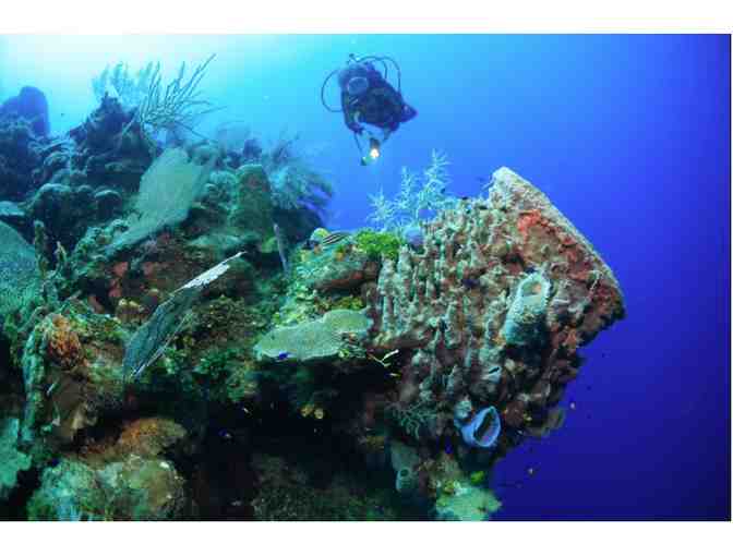 All inclusive scuba diving & 7 nights at Turquoise Bay Resort, Roatan, Honduras