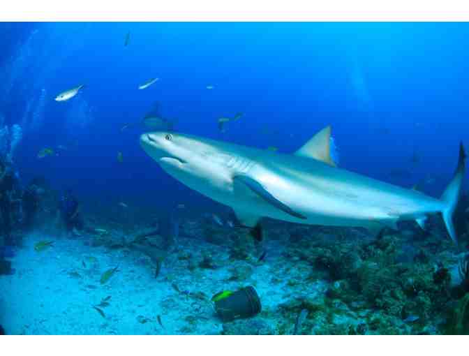 All inclusive scuba diving & 7 nights at Turquoise Bay Resort, Roatan, Honduras