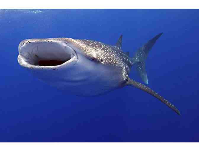 All inclusive scuba diving & 7 nights at Turquoise Bay Resort, Roatan, Honduras