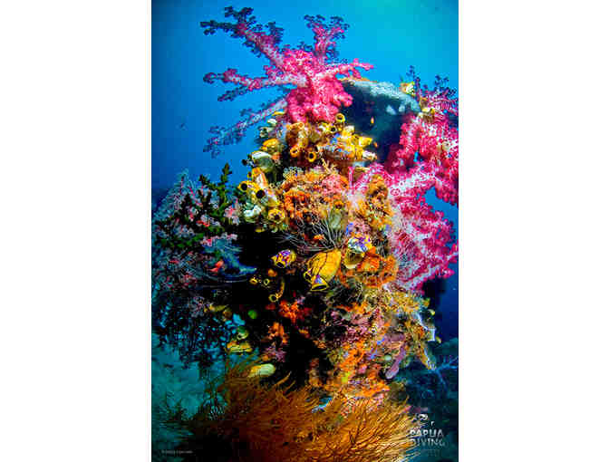 Dive the unbelieveable reefs of Raja Ampat for two with Papua Diving at the Kri Eco Resort
