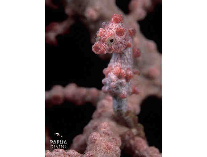 Dive the unbelieveable reefs of Raja Ampat for two with Papua Diving at the Kri Eco Resort