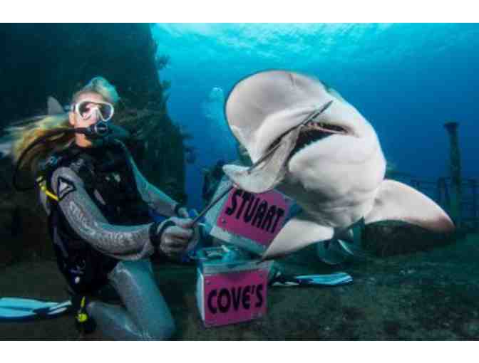 Train to become a shark feeder at Stuart Cove's Dive Bahamas