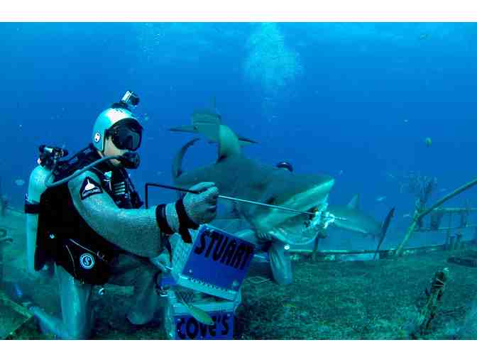 Train to become a shark feeder at Stuart Cove's Dive Bahamas