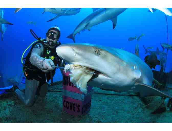Train to become a shark feeder at Stuart Cove's Dive Bahamas