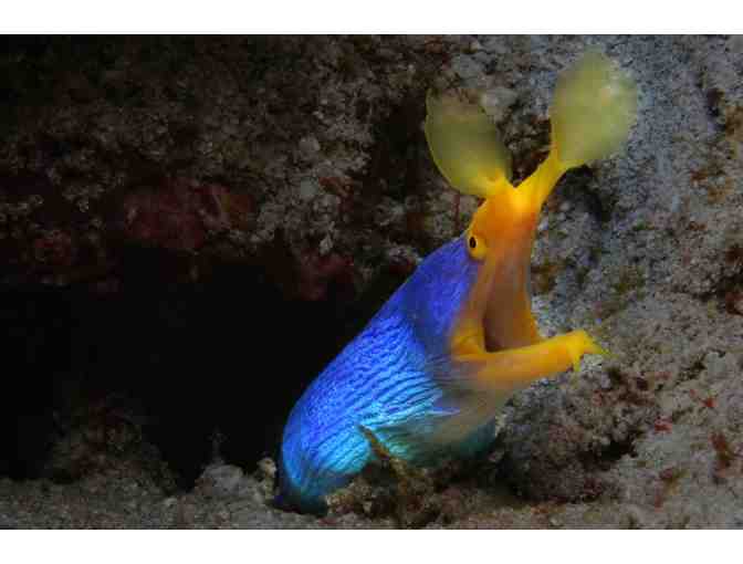 Spend 7 glorious nights & scuba diving for 1 at the Atlantis Dive Resort, Philippines