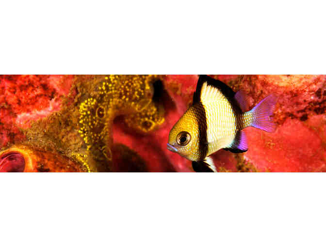 4 nights accmmodation & 8 scuba dives at Amun Ini Resort in the Philippines