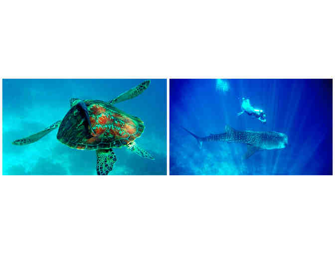 4 nights accmmodation & 8 scuba dives at Amun Ini Resort in the Philippines